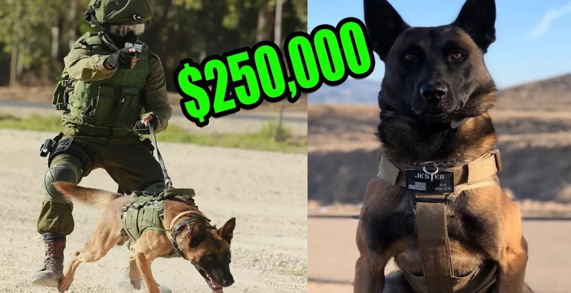 شگفتی های سگ محافظ 250 هزار دلاری که تا حالا ندیدین