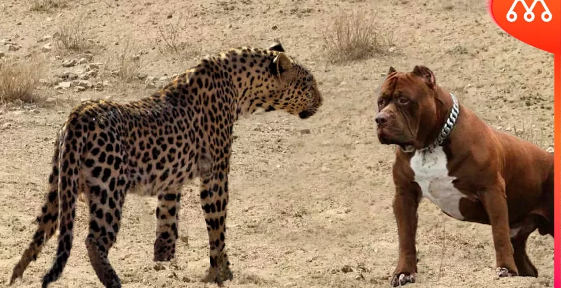 نبرد خونین سگ پیتبول با پلنگ لئوپارد
