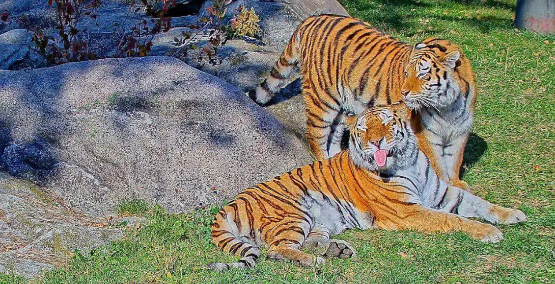 ببر وفادار که مرد را از حمله پلنگ نجات داد
