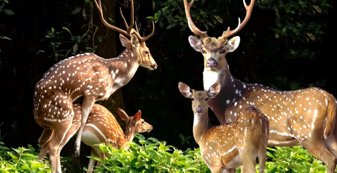 رقابت هیجان انگیز گوزن های زیبا