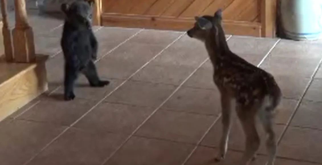 بچه گوزن بامزه با بچه خرس دوست میشود