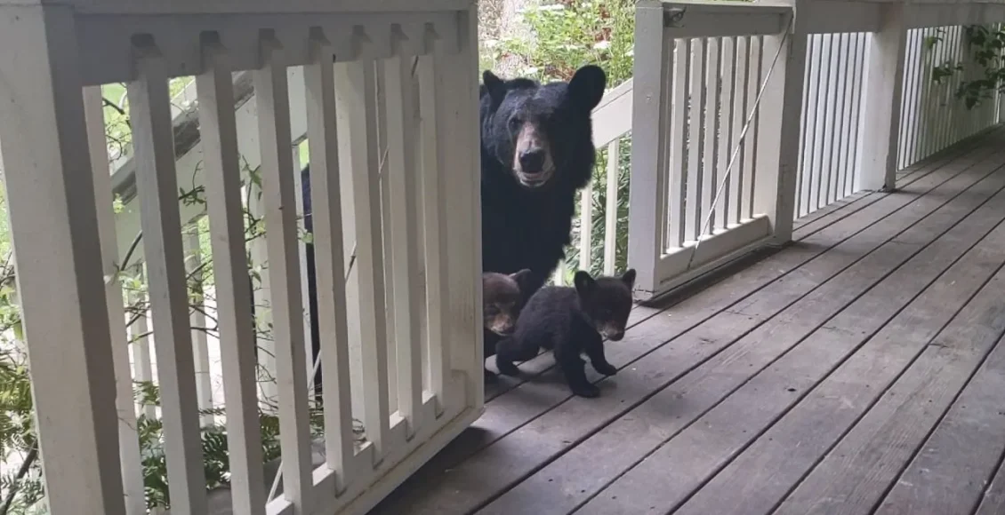 ورود غافلگیر کننده خانواده خرس های فضول به خانه انسان
