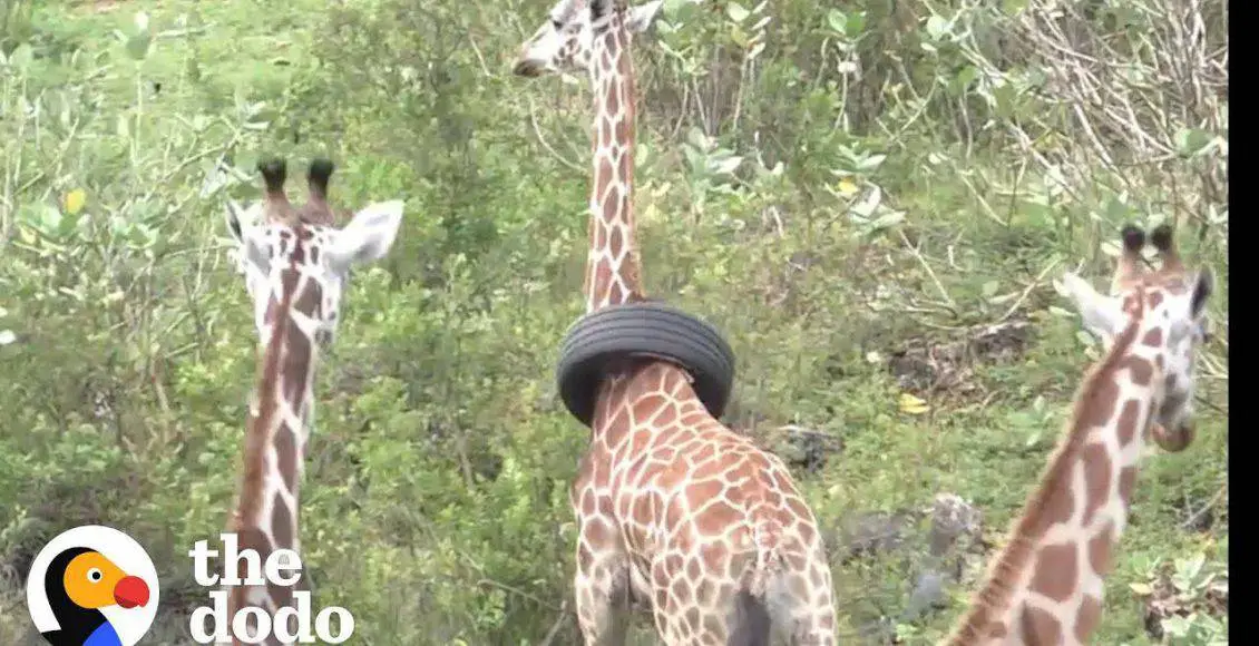 واکنش خنده دار بچه ها به زرافه‌های باغ وحش و دیگر حیوانات