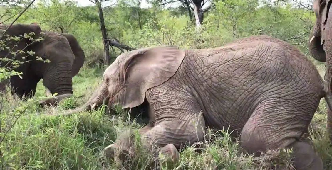 مراقبت ویژه از زرافههای درحال انقراض