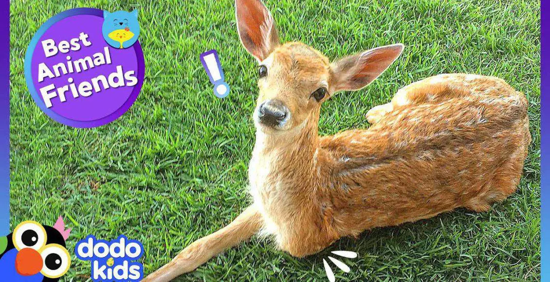 شنای زرافهها در استخر که بسیار جالب و دیدنی است