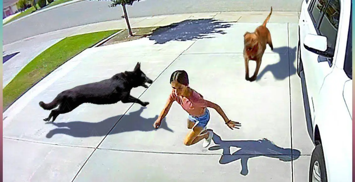 خنده دار ترین بچه فیل‌های بامزه که باید ببینید