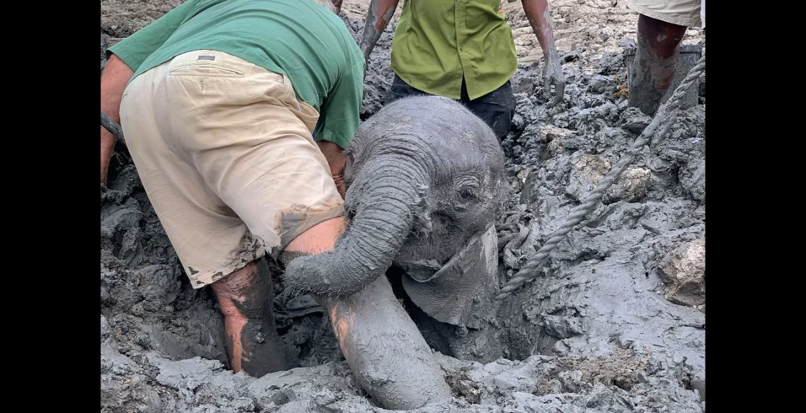 نجات بچه فیل مظلوم که در گل و لای گیر کرده است