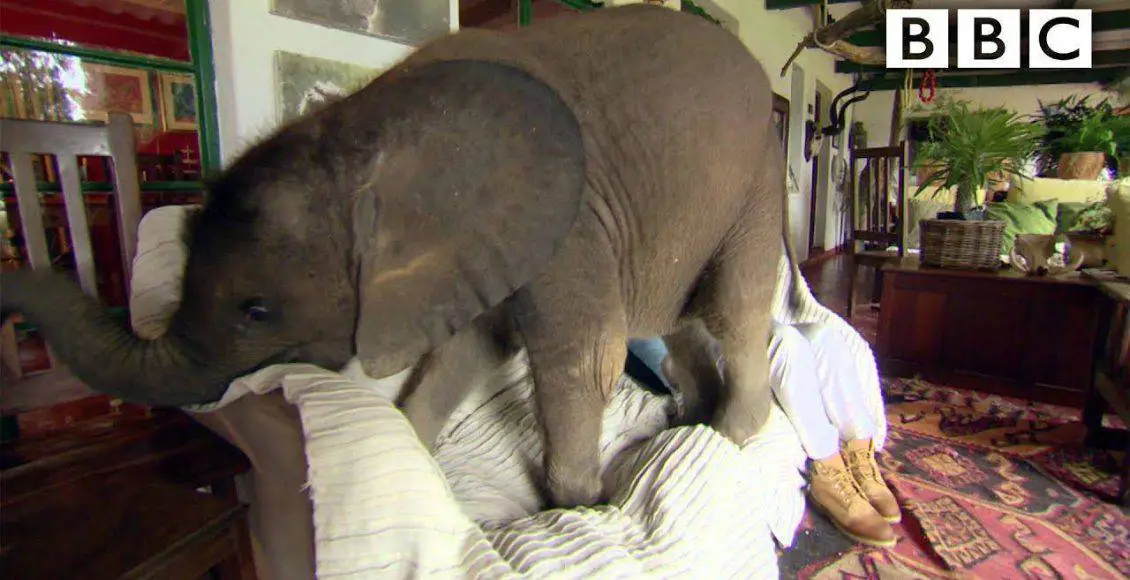 بچه فیل تنبل که مادرش آن را با کتک از خواب بیدار میکند