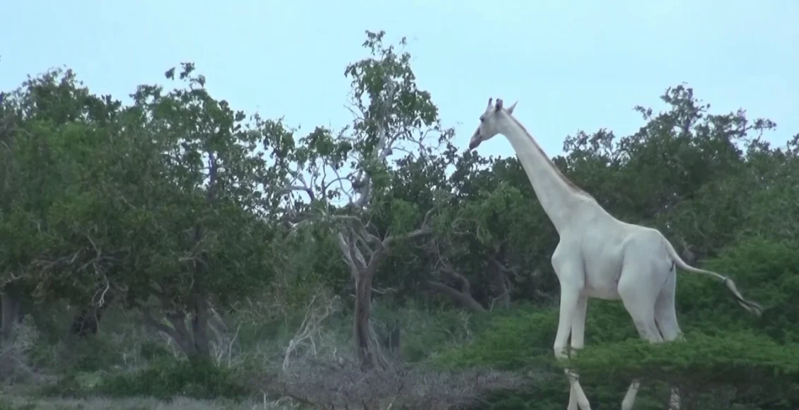 زرافه‌های سفید عجیب و غریب