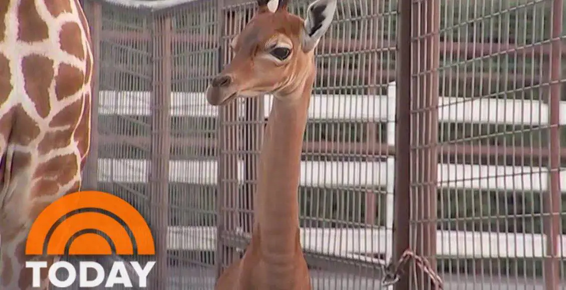 زندگی هماهنگ زرافههای زیبا و گورهخرهای دوستداشتنی