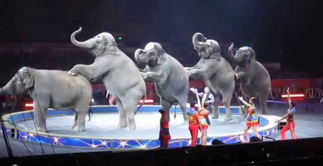 شیرهایی که سوار زرافه قوی شدهاند تا آن را زمینگیر کنند