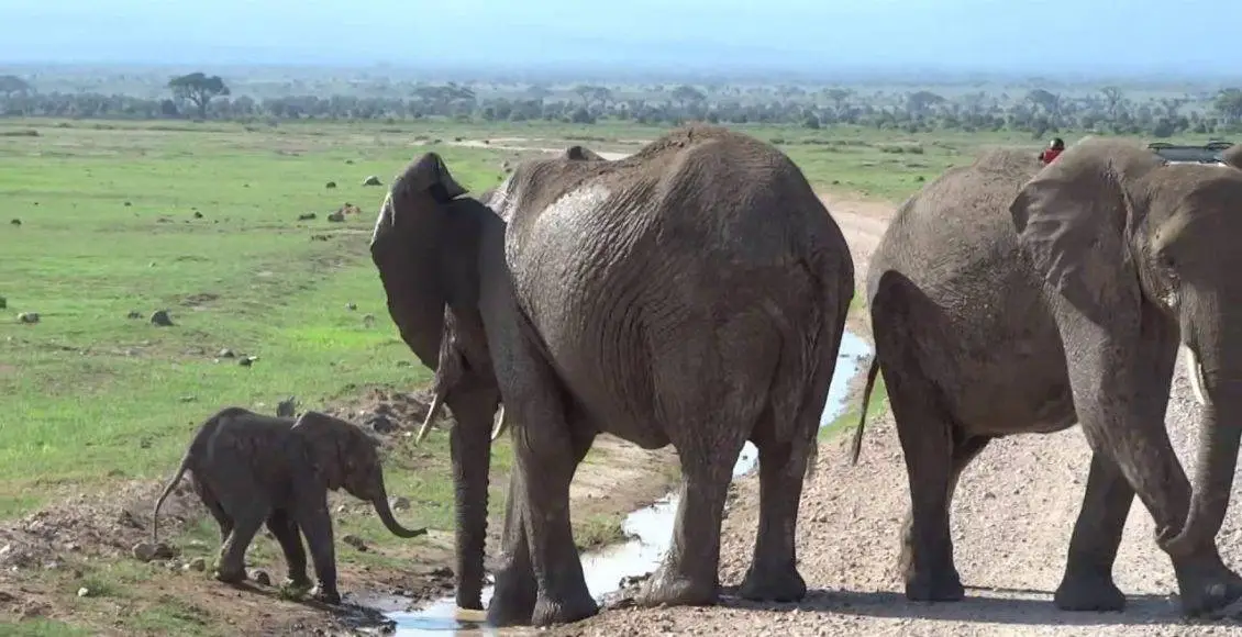 رازهای تغذیه حساس زرافهها در باغ وحش