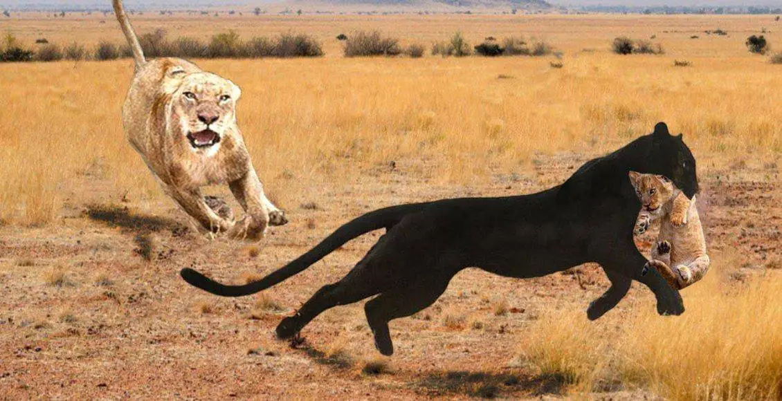 فیلهای آفریقایی و هرچیزی که لازم است راجب آنها بدانید