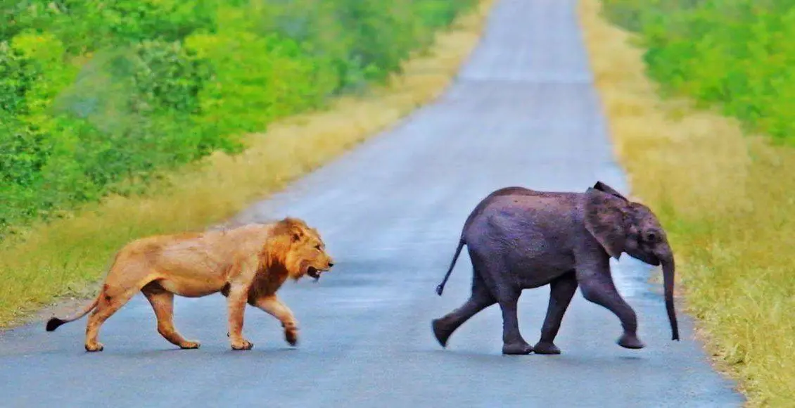 فیل غولپیکر که کامیون ها را متوقف میکند تا از آنها نیشکر بدزدد