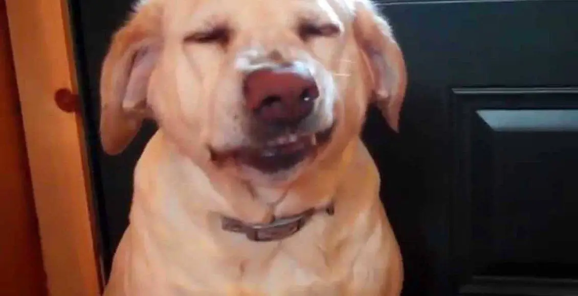 بچه فیل بداخلاق که تنبیه شده و از گله جا میماند