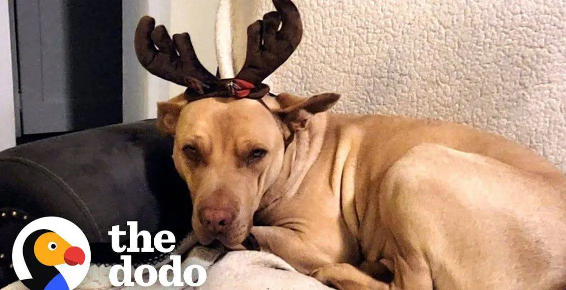 شیر نر پیر که توسط قبیله کفتارها محاصره شده است