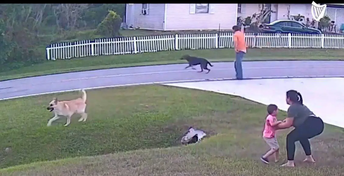 مبارزه هیجان انگیز در قبیله شیرها، شیرهای بالغ در مقابل چهار شیر جوان