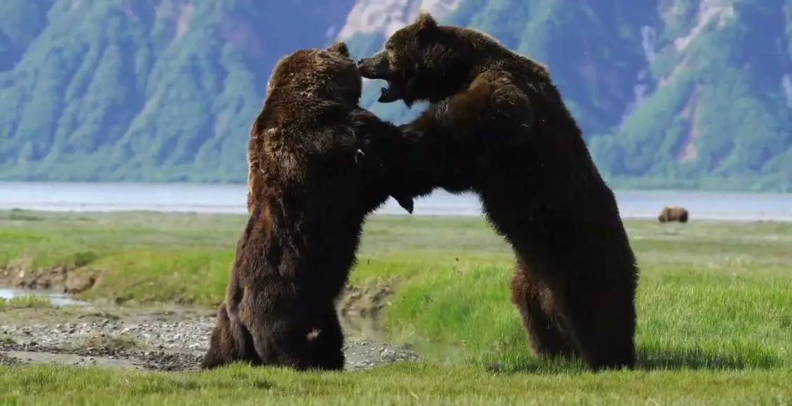 شیر بیخیال که خوابیده است و با حمله یک شیر دیگر غافلگیر میشود