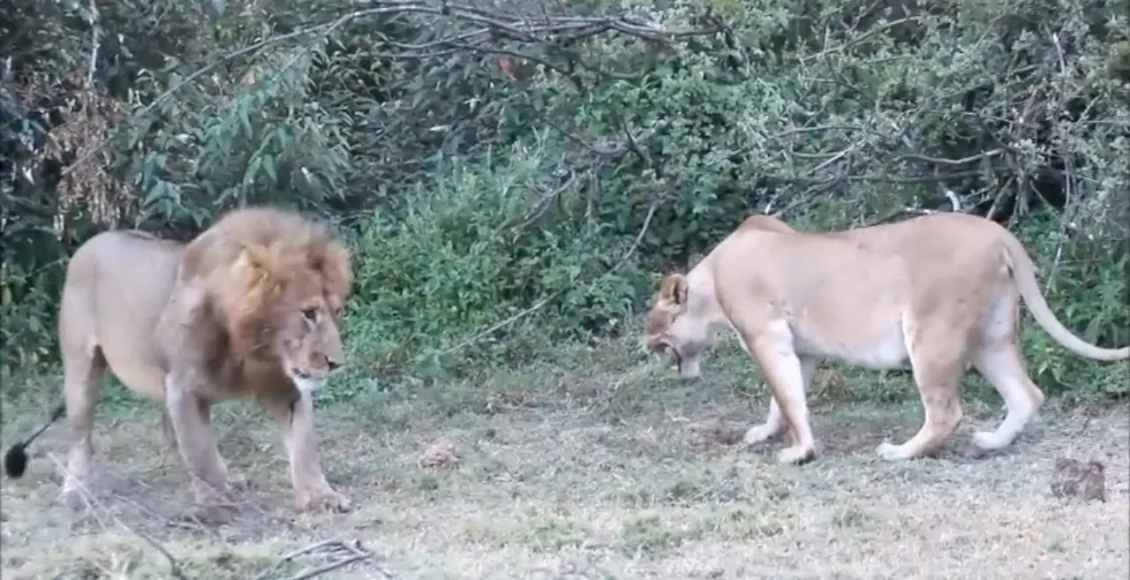 شیر ماده ای که شیر نر را برای اینکه غذایش را خورده بود دعوا میکند