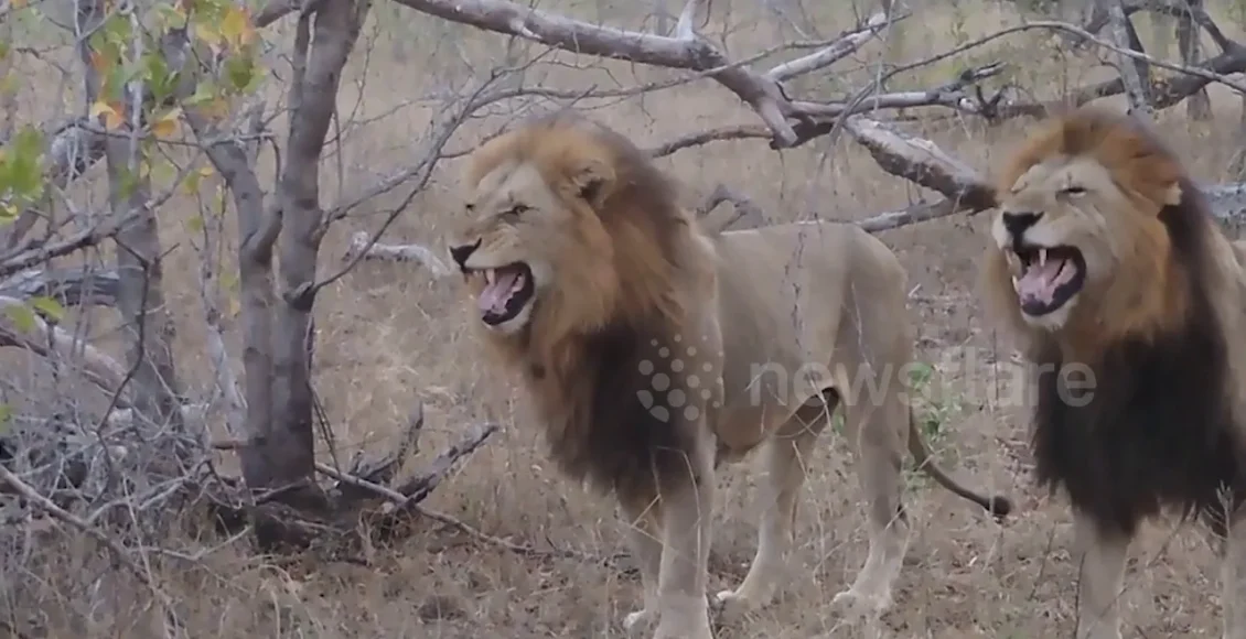 خنده شیرها به توریستهایی که به دیدن آنها آمده بودند