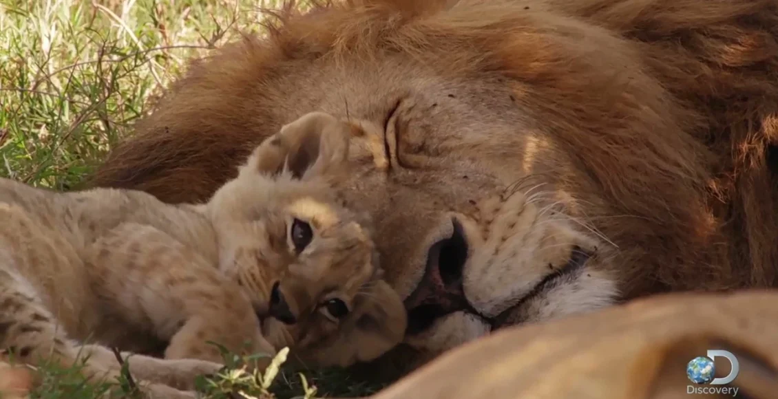 زندگی توله شیرهای کوچولو همراه با مادرشان