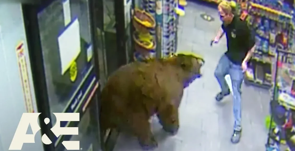 خرس 500 پوندی که وارد فروشگاه میشود و آبنبات میدزدد