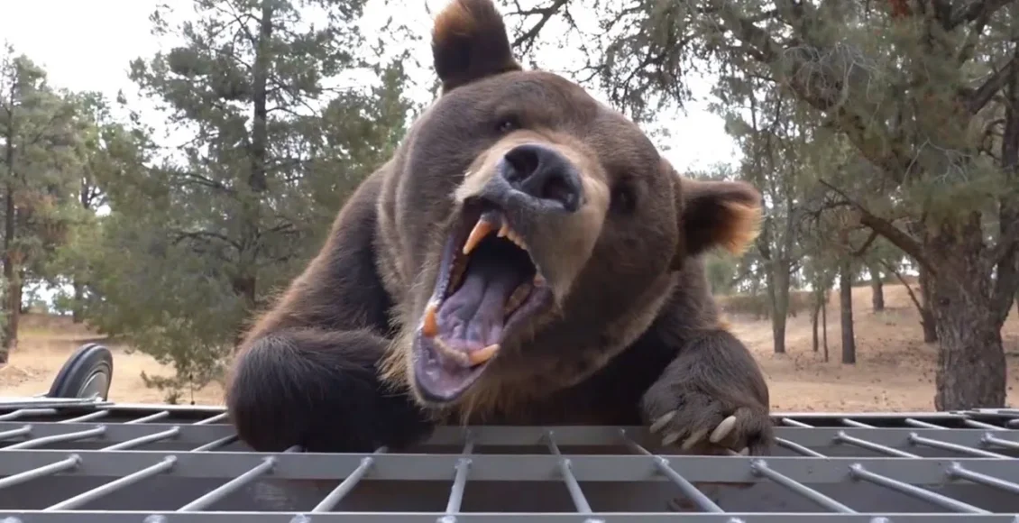 خرس گریزلی وحشی که سعی میکند مرد داخل قفس را زنده زنده بخورد
