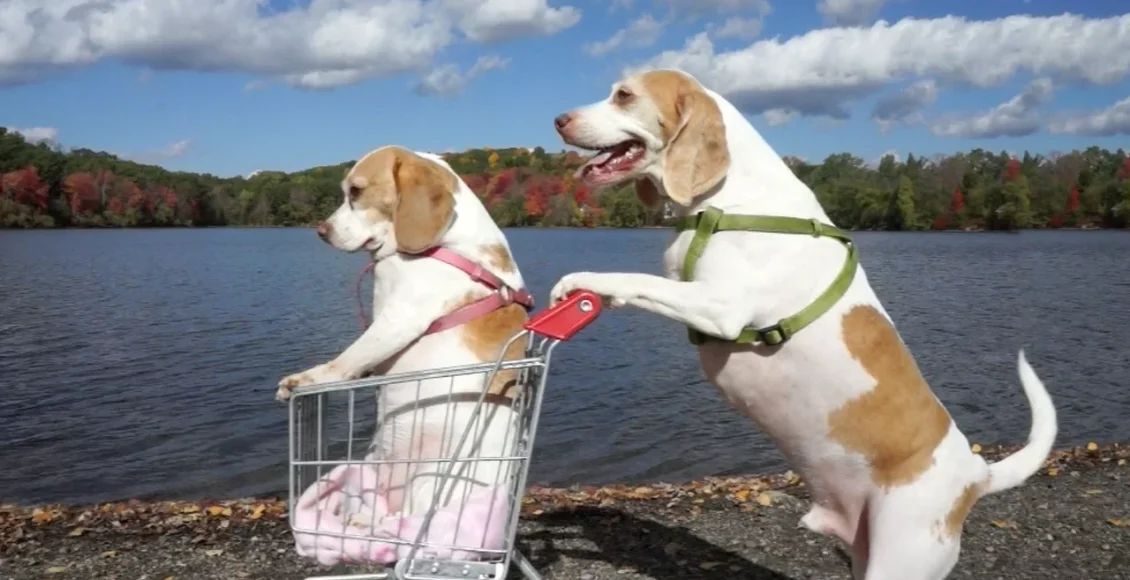 سگهای مستقل که مثل انساهها با هم به خرید میروند