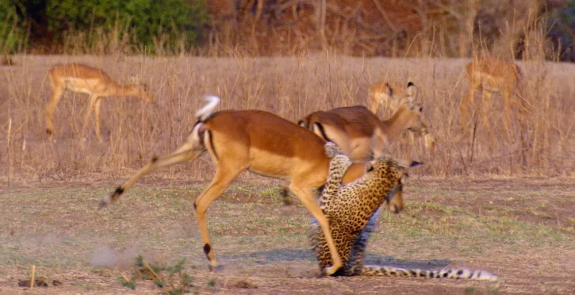 آهویی که به طور معجزه آسا از آرواره پلنگ فرار می‌کند
