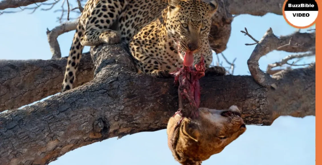 انتقام پلنگ از شیرها بخاطر کشتن توله هایش