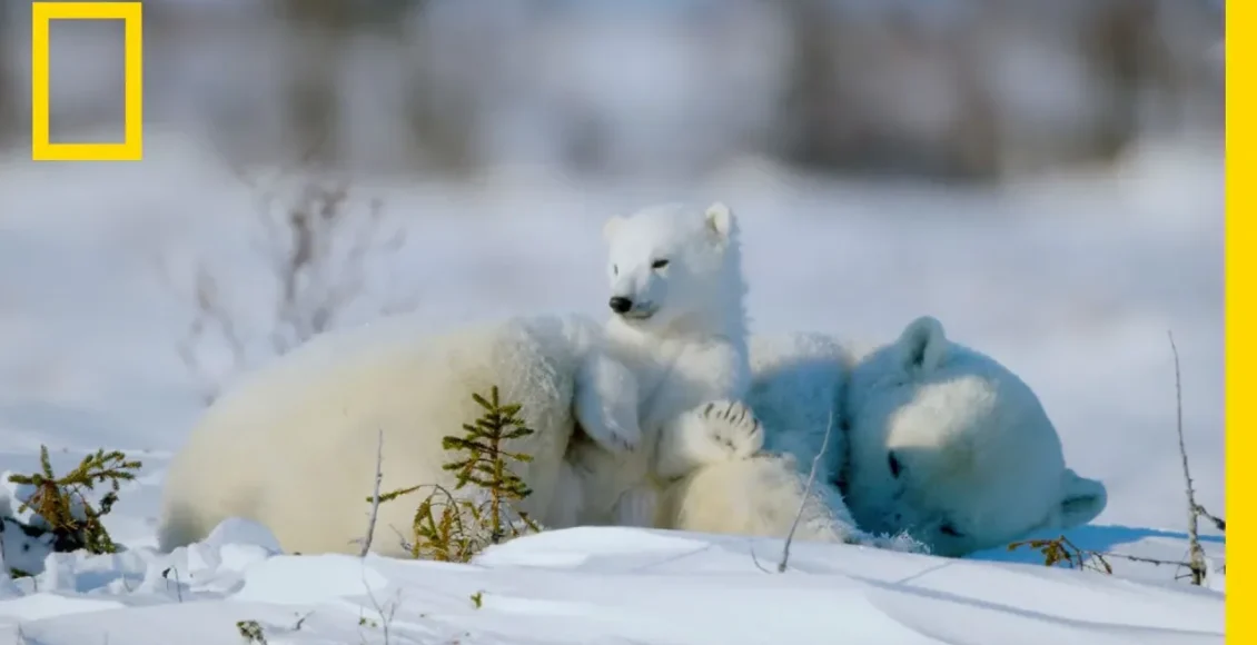 بچه خرس قطبی که در سرد ترین نقطه زمین زندگی می‌کند