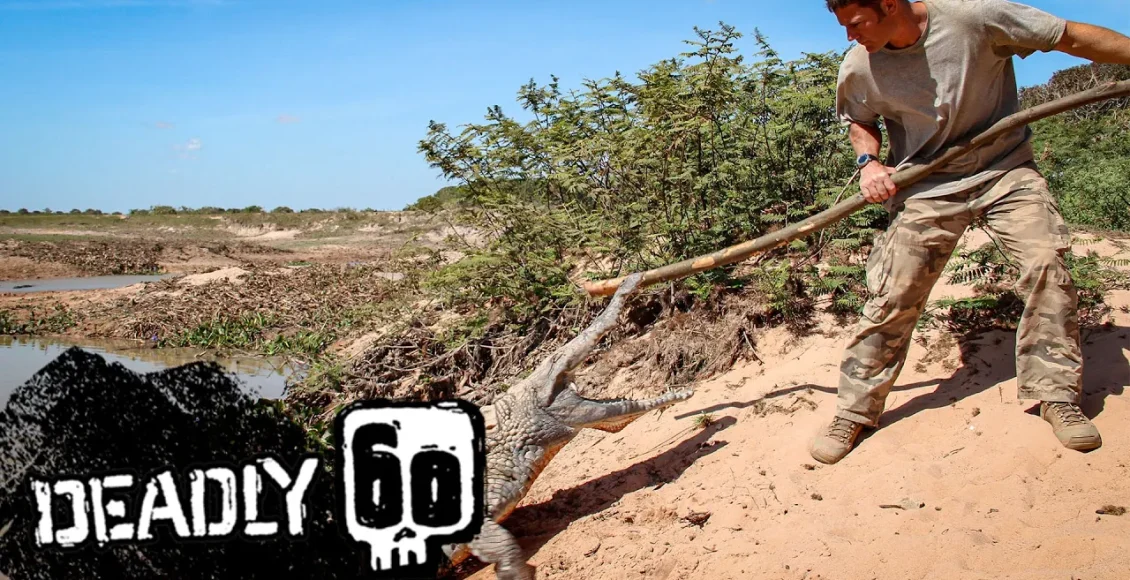 تمساح عصبانی که از لانه خود به خوبی محافظت می کند