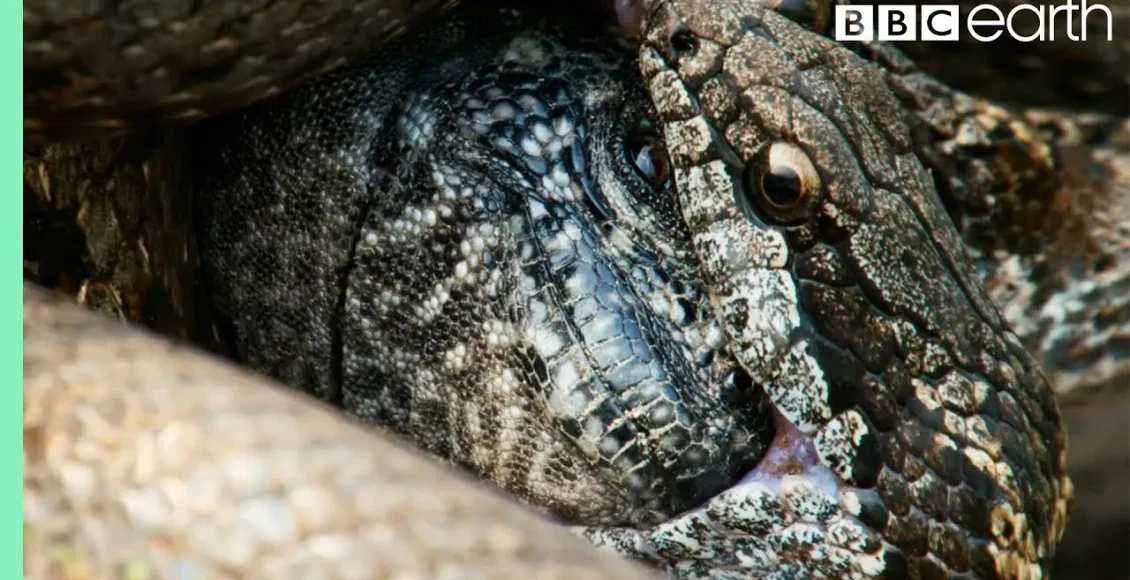 تمساحهای کوچک از خانواده ایگوانا در مقابل مارها