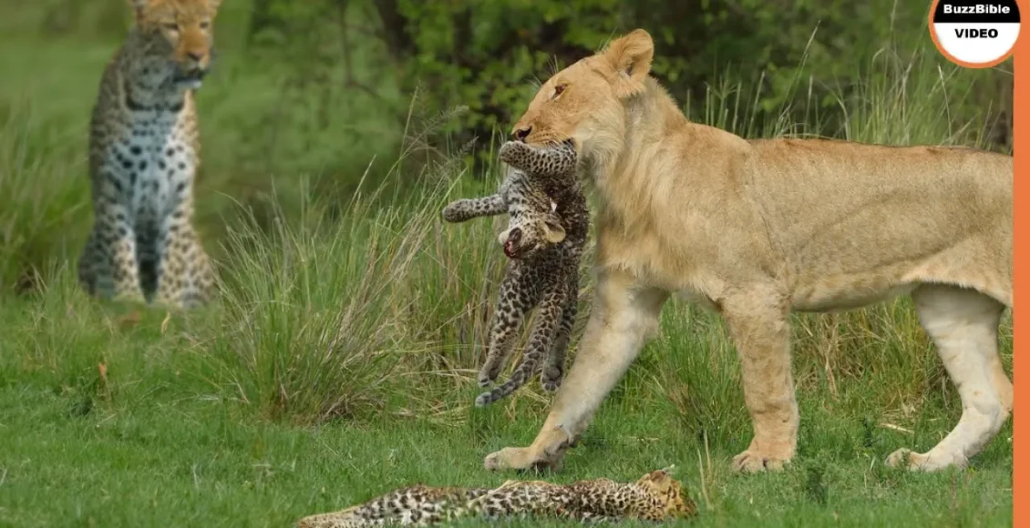 توله پلنگ بی‌گناه که توسط شیر درنده شکار می‌شود