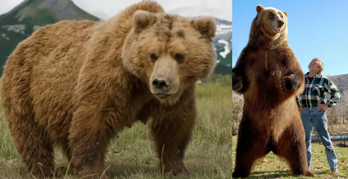 خرس کودیاک، بزرگترین خرس ثبت شده در تاریخ