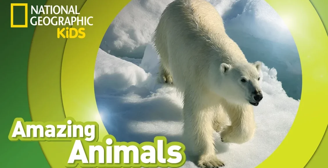 خرس‌های قطبی شگفت انگیز و با نمک