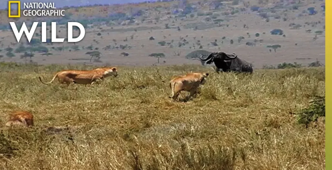 رازهای شکار شیرهای حیله‌گر در حیات وحش