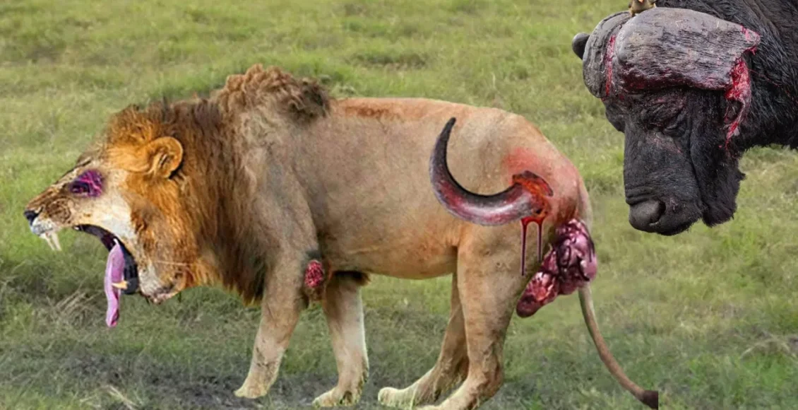 شیرهای ضعیف که طعمه مرگبار ترین حیوانات آفریقا می‌شوند