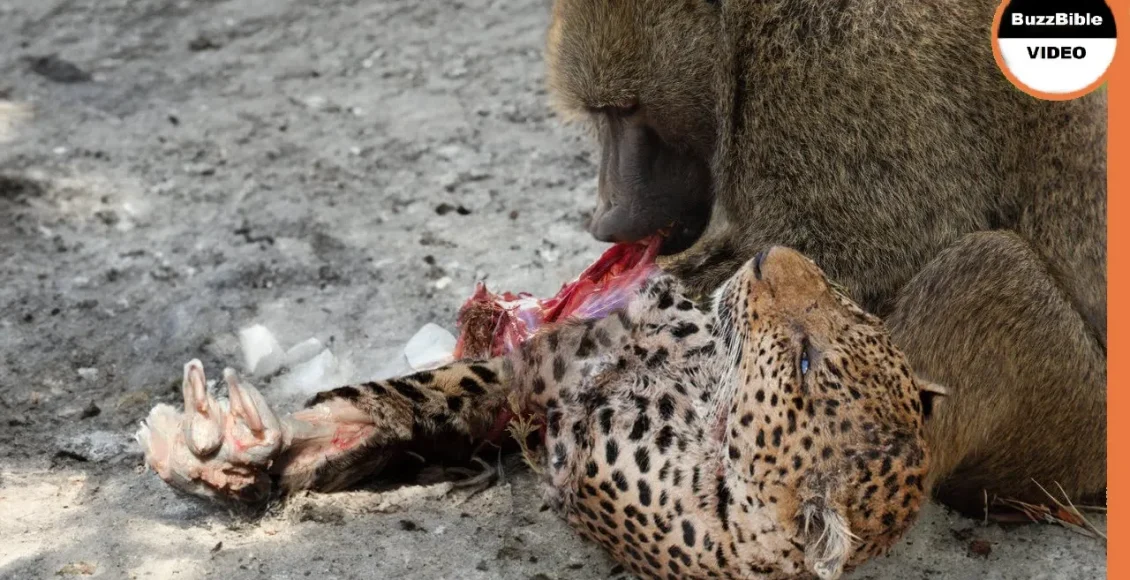 میمونی که انتقام بچه‌اش را از پلنگ مادر گرفت