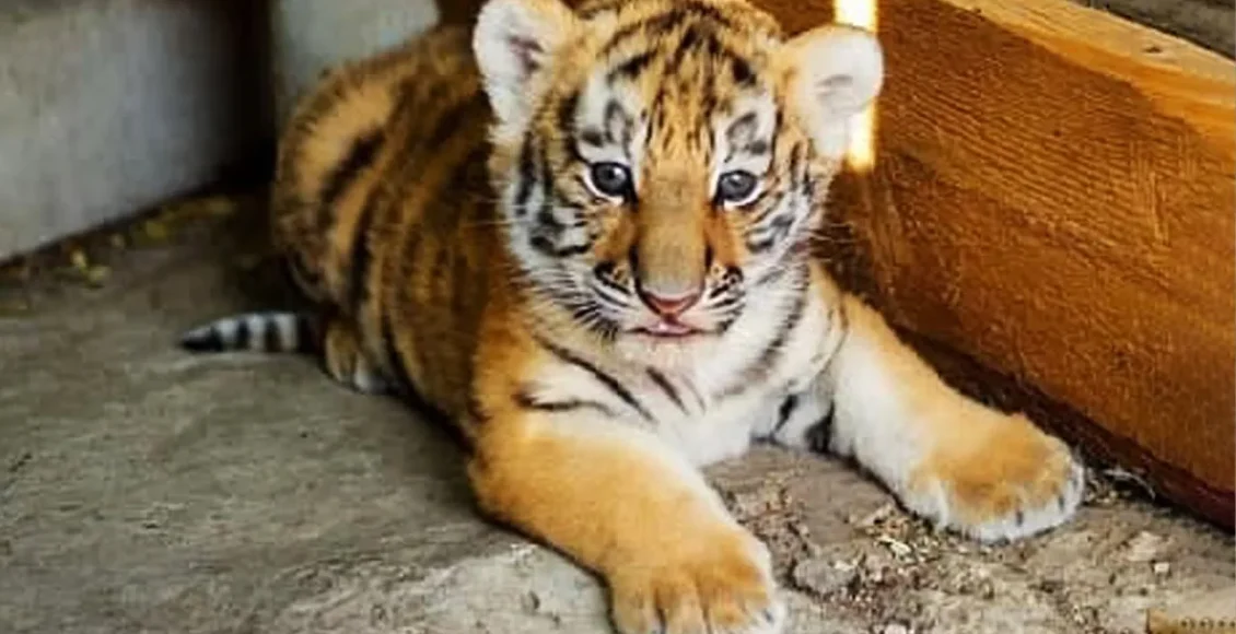 نازترین توله ببرهای جهان را ببینید