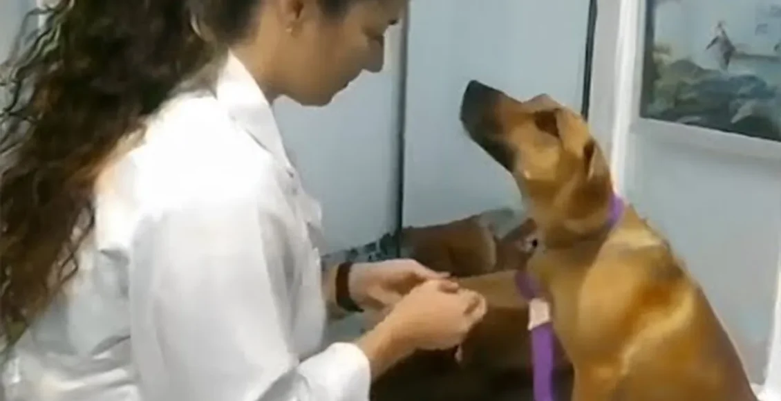 واکنش سگ‌های ترسو وقتی پیش دامپزشک می روند