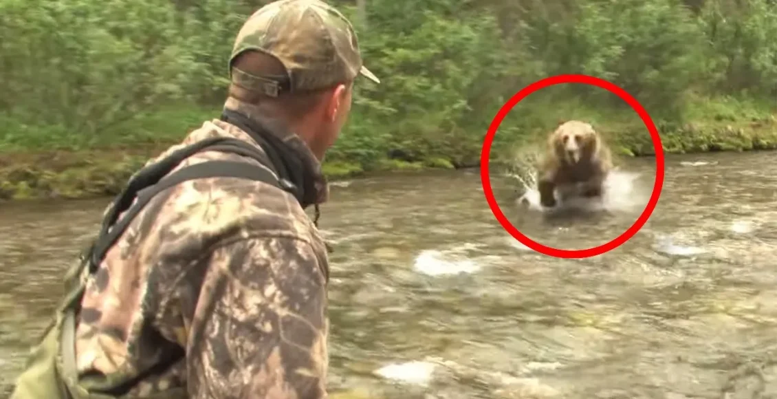 ورود غیرمنتظره خرس‌ها که انسان‌ها را غافلگیر می‌کند