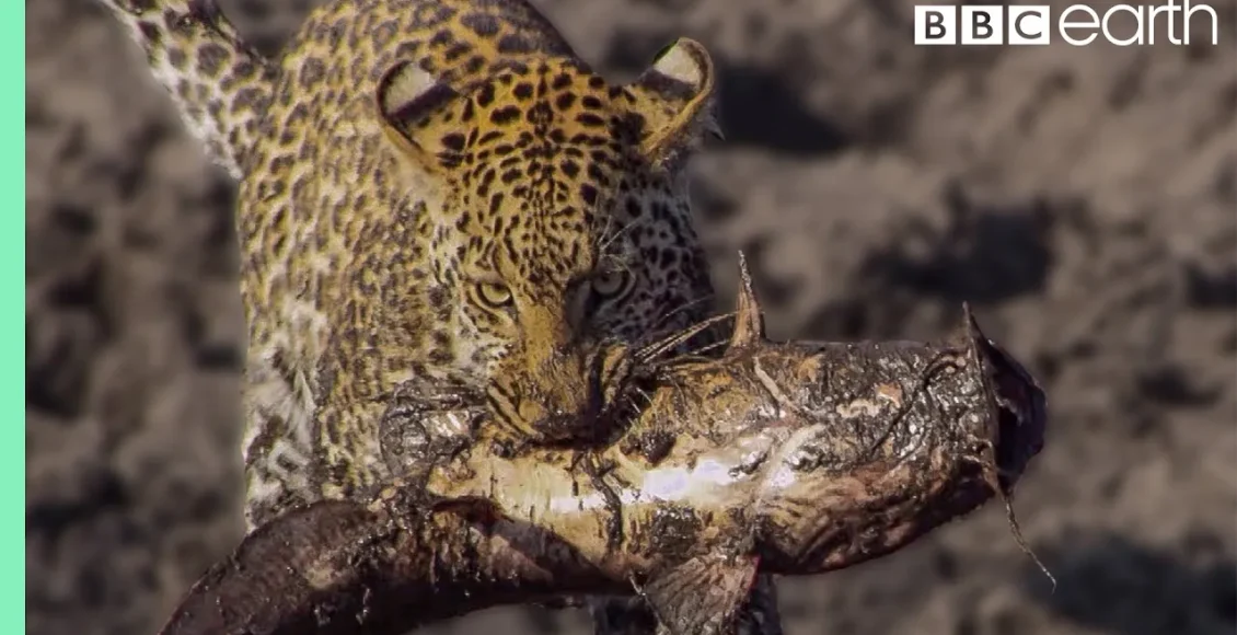 پلنگ باهوش که یاد می‌گیرد چگونه ماهی بگیرد