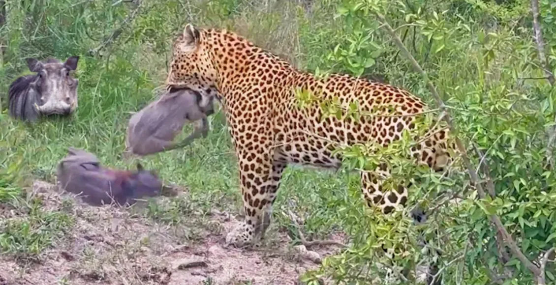 پلنگ حریص که یک گراز را به شکل بی‌رحمانه شکار می‌کند