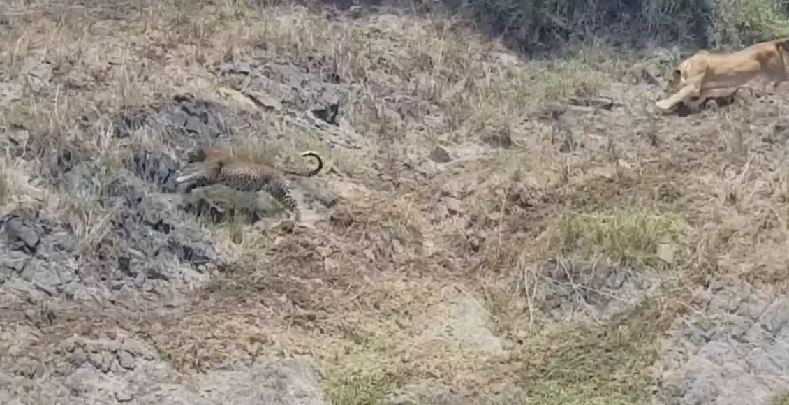 پلنگ نر که یک حیوان وحشی را شکار می‌کند اما توسط شیر ماده گرفتار می‌شود