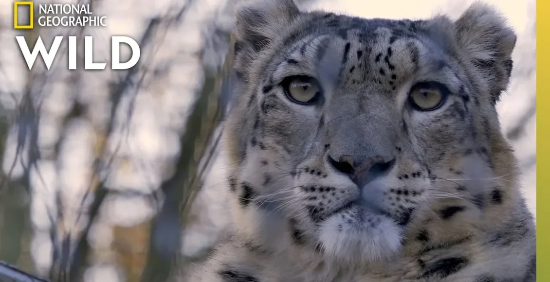 پلنگ‌های برفی با ابهت که بسیار زیبا هستند