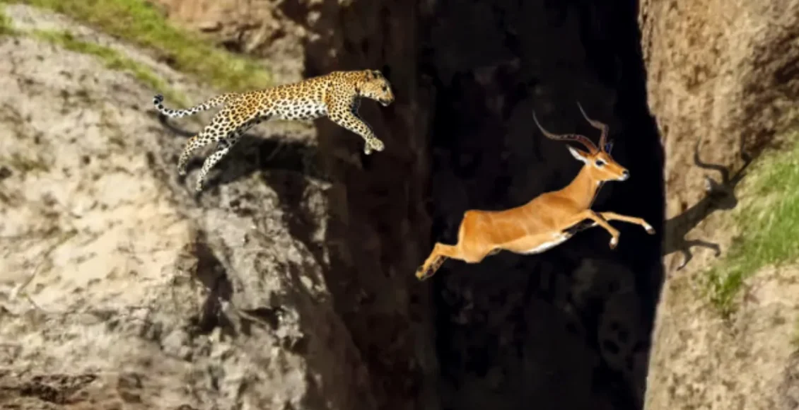 پلنگ‌های ضعیف که در شکار خود شکست می‌خورند