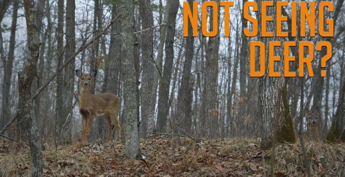 دوستی بین سگ شناگر و دلفین که بسیار عجیب است