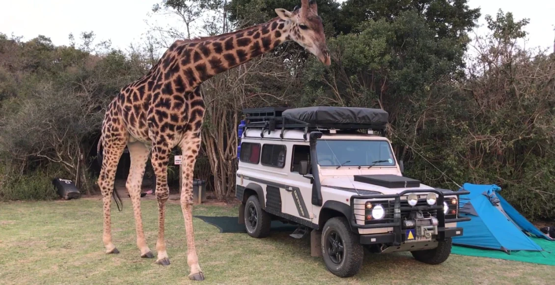 زرافه اهلی مهربان که با اردوگاهی ملاقات میکند