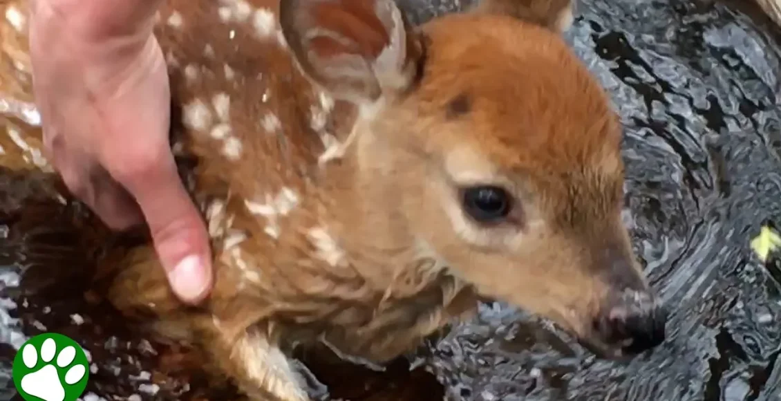 حمایت و نگرانی گوزن مادر برای بچهاش